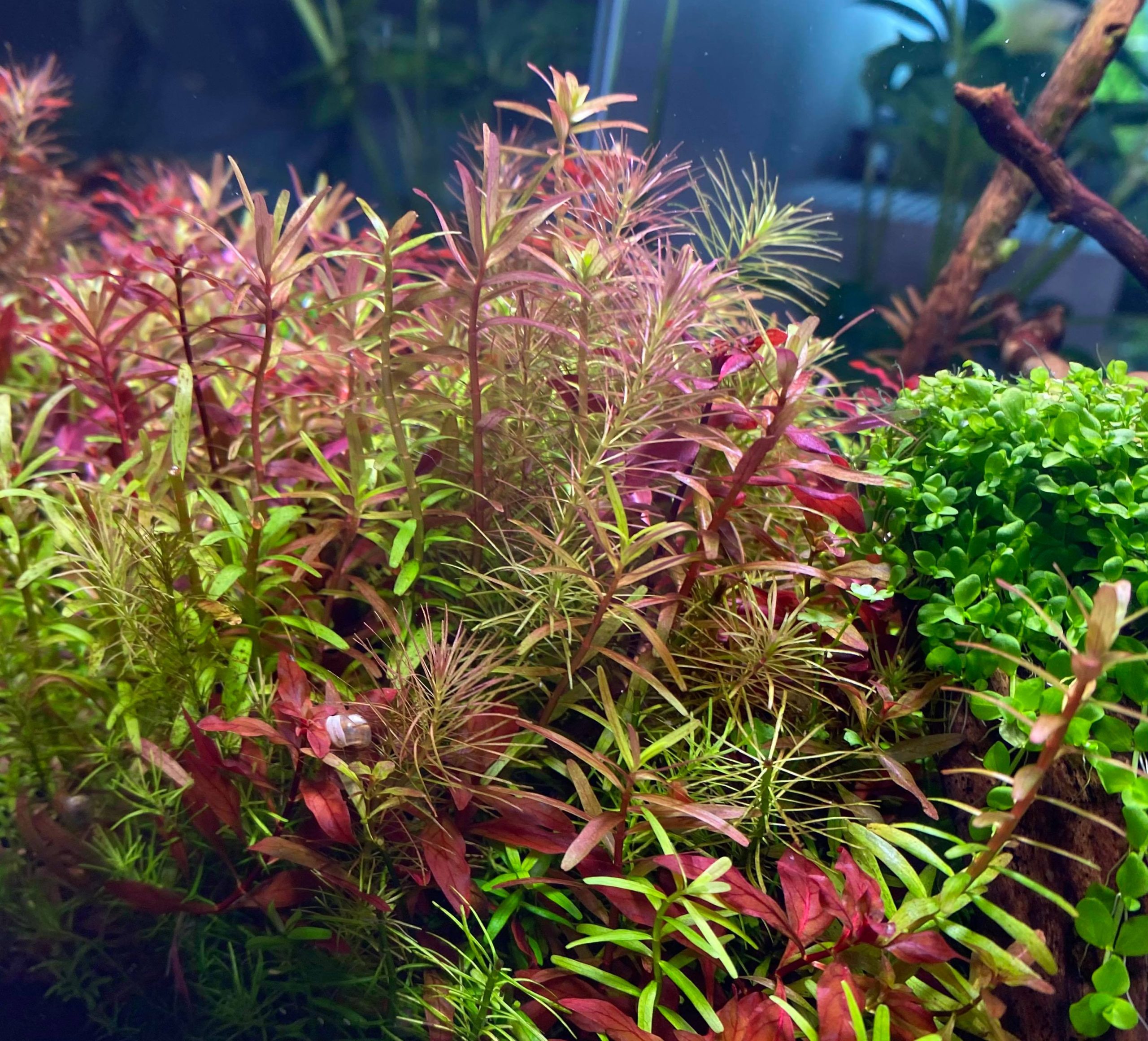 Alapuolella kuva kasviryhmistä. Kuvaaja: Ulla Huttunen