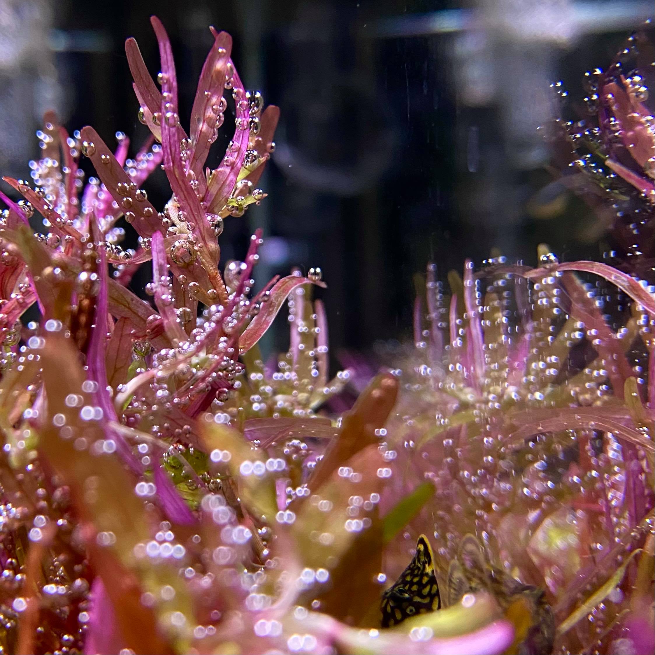 Alapuolella kuva kasveista joihin on kiinnittynyt ilmakuplia. Kuvaaja: Ulla Huttunen
