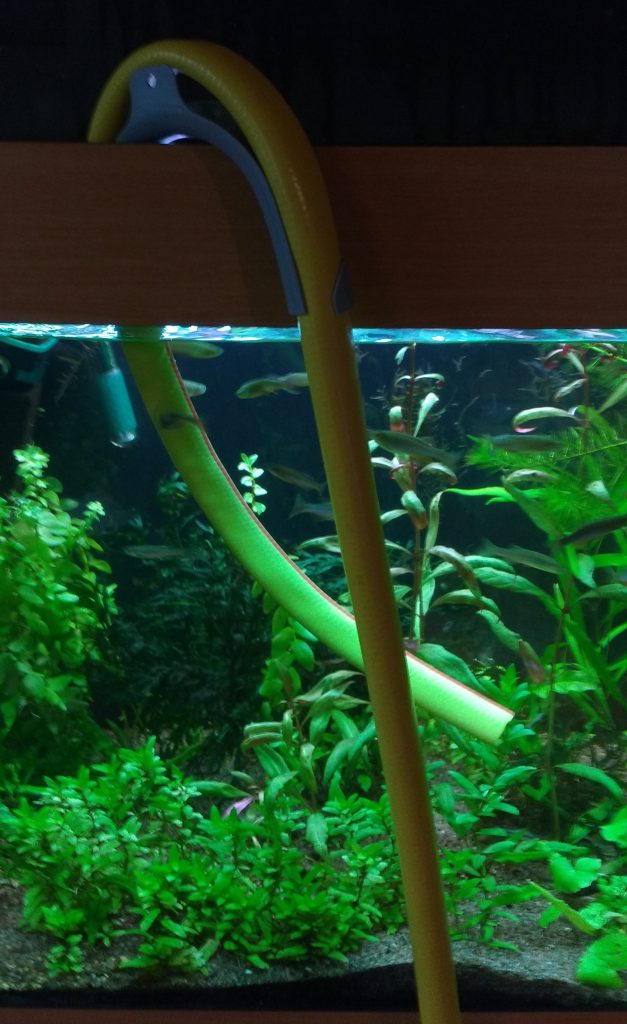 Viereisessä kuvassa näkyvissä vedenvaihto letku ja taustalla akvaariokasveja. Kuvaaja: Marja Signell
